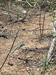 Cnemidophorus arubensis