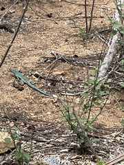 Cnemidophorus arubensis