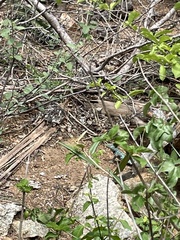 Cnemidophorus arubensis