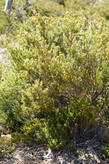 Oxylobium ellipticum