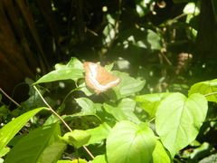 Tanaecia trigerta