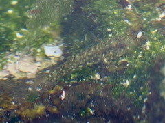 Bathygobius lineatus