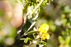 Oxylobium ellipticum