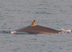 Balaenoptera