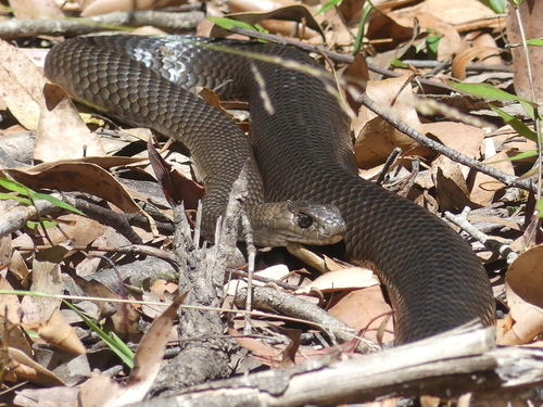 Eastern Brown Snake sighting