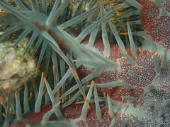 Acanthaster