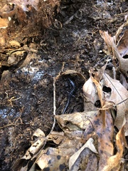 Plethodon mississippi