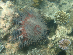 Acanthaster