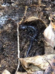Plethodon mississippi