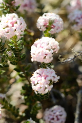 Pimelea nivea
