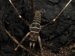 Pachyrhamma acanthocerum