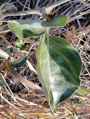 Elaeagnus macrophylla