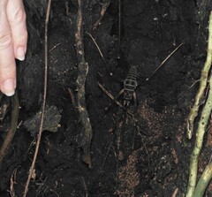 Pachyrhamma acanthocerum