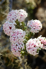 Pimelea nivea