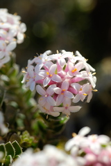 Pimelea nivea