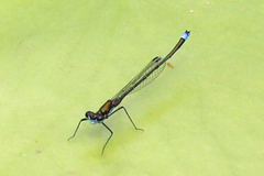 Austrocnemis splendida