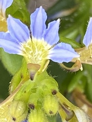 Scaevola calendulacea