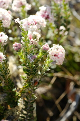 Pimelea nivea