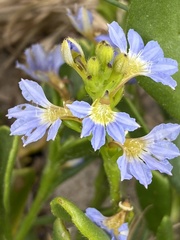 Scaevola calendulacea
