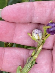 Scaevola calendulacea