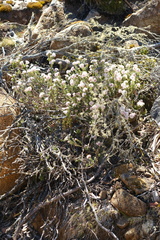 Pimelea nivea