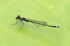 Austrocnemis splendida