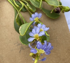 Scaevola calendulacea