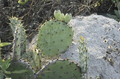 Opuntia bentonii