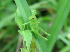 Schistocerca