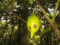 Amphitecna tuxtlensis