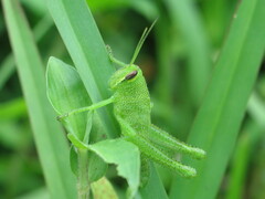 Schistocerca