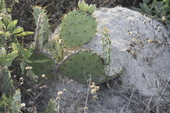 Opuntia bentonii