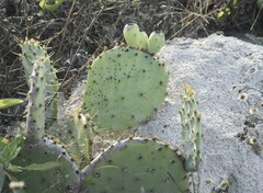 Opuntia bentonii