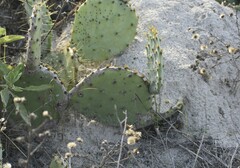 Opuntia bentonii