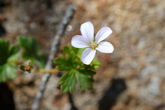 Geranium potentilloides