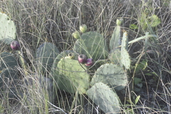 Opuntia bentonii