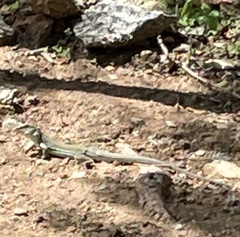 Ameiva bifrontata