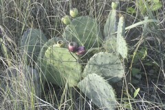Opuntia bentonii