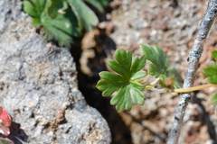 Geranium potentilloides