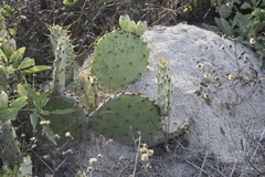Opuntia bentonii