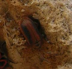 Galerucella calmariensis