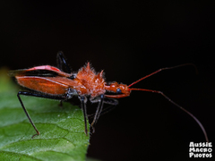 Gminatus wallengreni