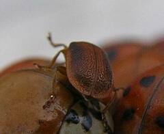 Galerucella calmariensis