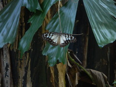 Ideopsis juventa