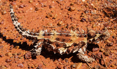 Moloch horridus