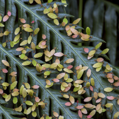 Woodwardia prolifera