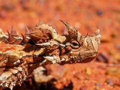 Moloch horridus