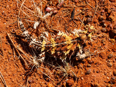 Moloch horridus