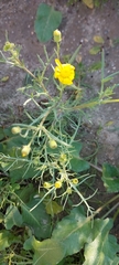 Senecio glaucus