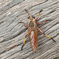 Colepia rufiventris